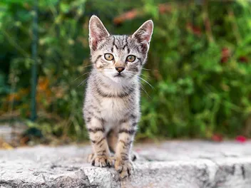 5-Month-Old Kitten: What to Expect (Vet-Reviewed Complete Guide)