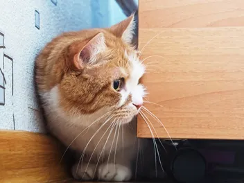 What Are Cats Scared Of? 8 Vet-Reviewed Feline Fears & How to Help