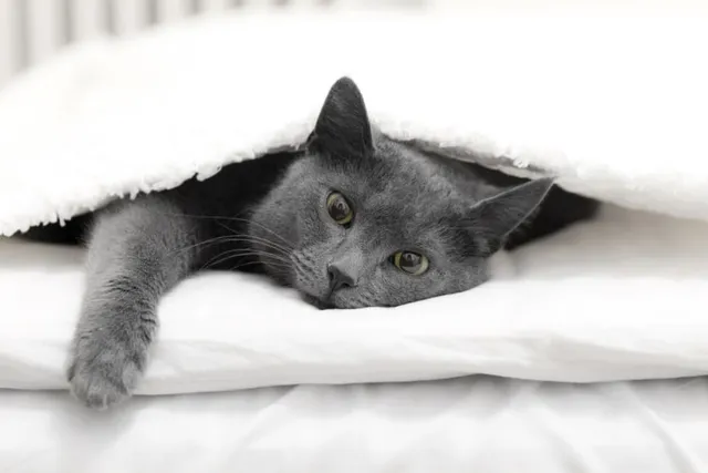 How To Keep Your Cat From Jumping After Surgery: 10 Vet-Approved Tips