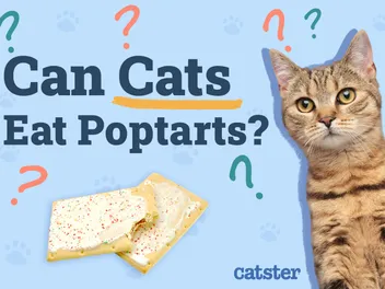 Can Cats Eat PopTarts? Vet-Reviewed Facts & FAQ