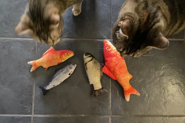 The Cat and the Oven Mitt: Odd Items that Cats Love