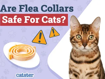 Are Flea Collars Safe for Cats? Vet-Verified Facts & Alternatives