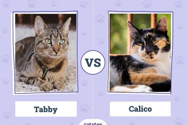 Tabby vs. Calico Cats: What’s the Difference? (With Pictures)