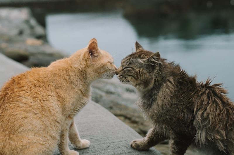 What Is The Cat House on the Kings Feline Rescue? Location, Mission & Facilities