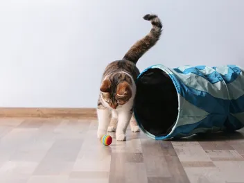10 Best Cat Tunnels in 2026 - Reviews & Top Picks