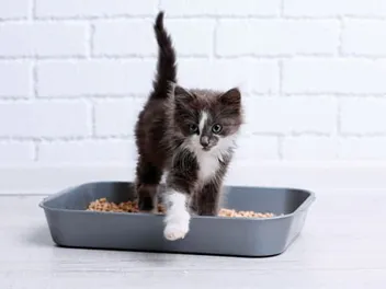 Cat Diarrhea: Causes & Care Guide (Vet Answer)