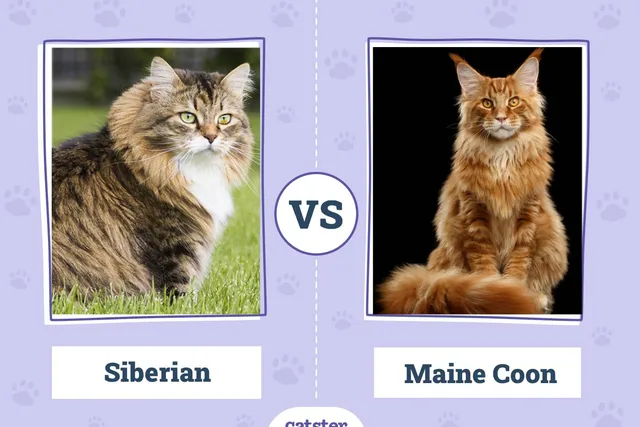 Siberian Cat vs. Maine Coon: What’s the Difference? (With Pictures)