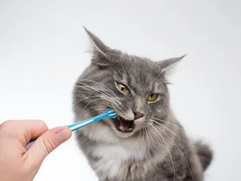9 Best Tartar Control Products for Cats in 2026 - Reviews & Top Picks
