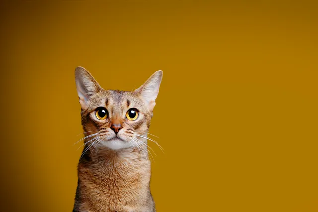 Art We Heart: We Talk to Pet Photographer Andy Stolarek
