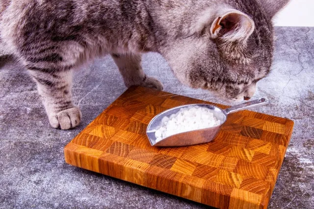 Why Do Cats Like Salt? 3 Vet-Reviewed Reasons