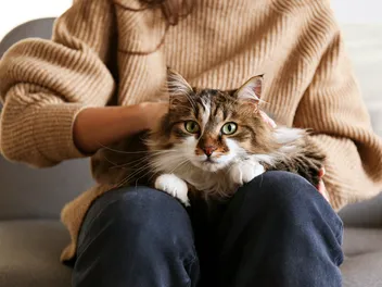 Cat Stereotypes: Vet-Reviewed Myths & Facts on Color-Based Personalities