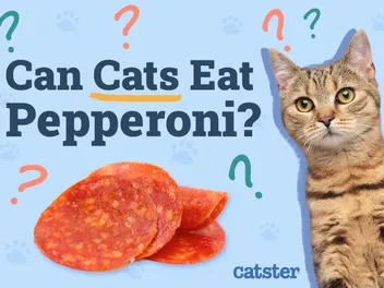 Can Cats Eat Pepperoni? Vet-Reviewed Nutritional Facts & Safety Info