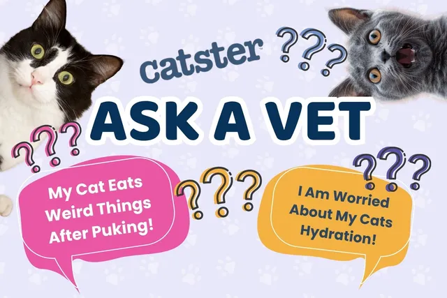 Ask Dr. Paola – Help! I Am Worried My Cat Isn't Getting Enough Water! (April 6, 2026)
