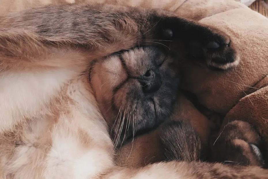 Close-up of a Sleeping Cat