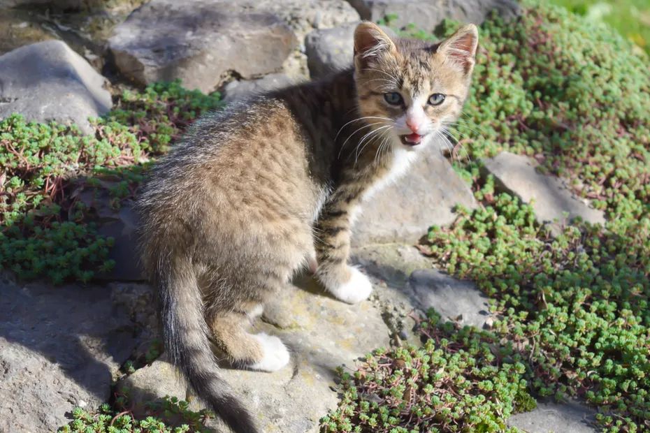 Yowling kitten on stones