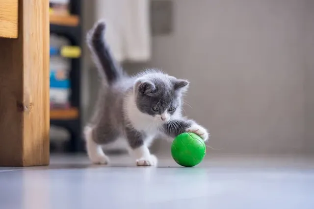 25 Free DIY Cat Toys You Can Make at Home (With Pictures)