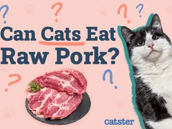 Can Cats Eat Raw Pork? Vet-Reviewed Facts & FAQ
