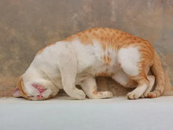 Can Cats Get Dizzy? Vet-Reviewed Science & Facts
