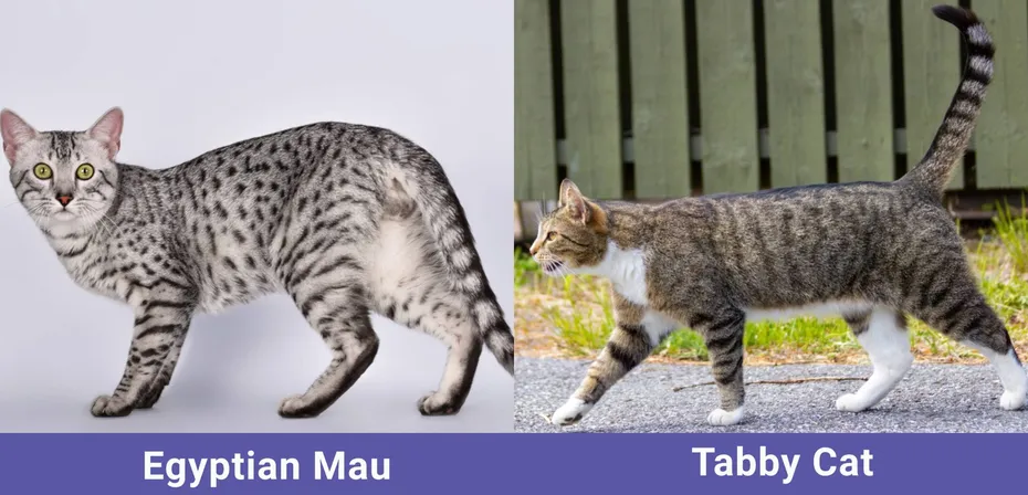 side by side Egyptian Mau VS Tabby Cat