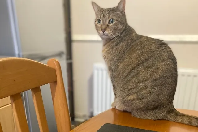 Hang Ten: Counter Surfing in Cats
