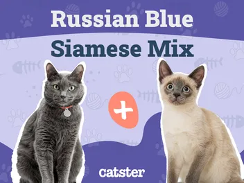 Russian Blue Siamese Mix: Info, Pictures, Care & Traits