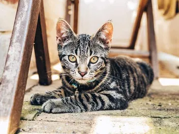Why Does My Cat Stare at Me? 7 Vet-Reviewed Reasons for This Behavior