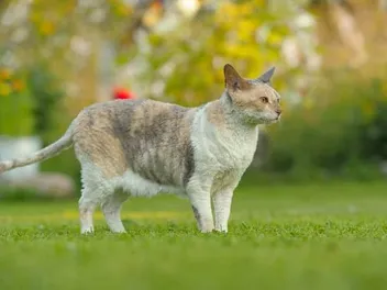 Cornish Rex Price: What They Cost in 2026