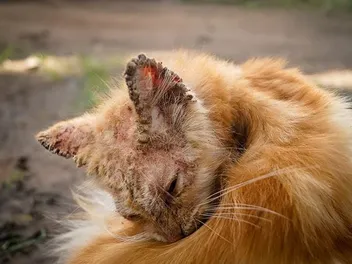 Mange Spreads Fast in Feral Colonies - Here's How to Stop It
