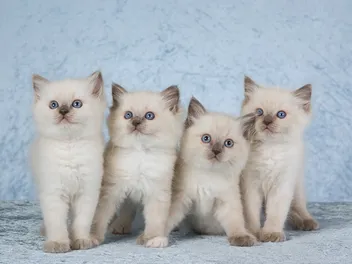 Ragdoll Kittens for Sale: 2026 Breeders List in Canada
