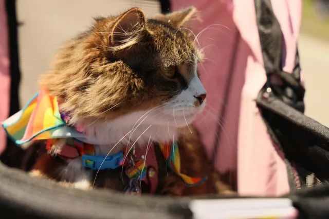 11 Easy DIY Cat Collars You Can Make Today