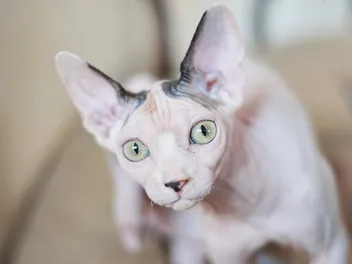 20 Cat Breeds With Big Ears (With Info & Pictures)