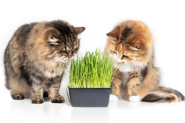 Is Cat Grass Good for Cats? Vet Approved Facts & Care Tips