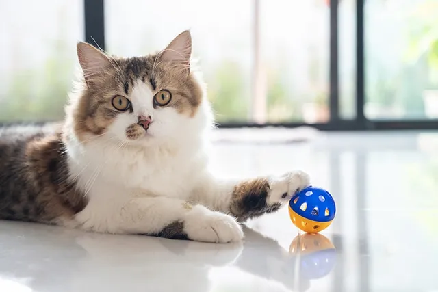 How to Destress Your Cat Over the Holidays: 9 Vet-Reviewed Ideas