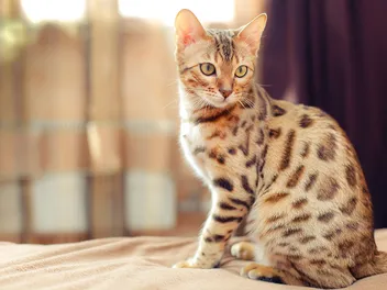 7 Unique Spotted Cat Breeds (With Info & Pictures)