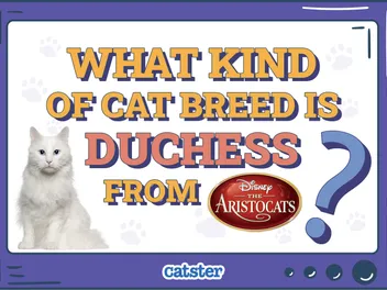 What Kind of Cat Breed Is Duchess from The Aristocats? Disney Felines Explained
