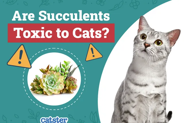 Are Succulents Toxic to Cats? Vet-Approved Facts & Safety Guide