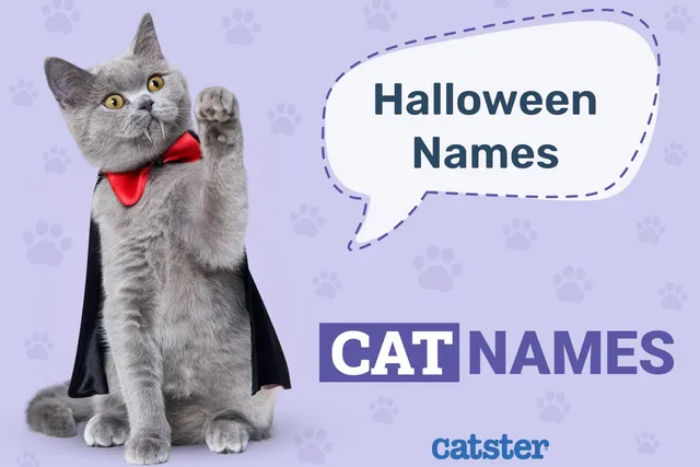 220+ Halloween Cat Names: Ideas for Enchanted Kitty