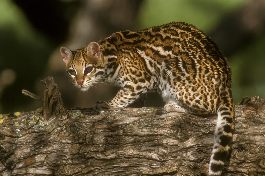 Ocelot in tree