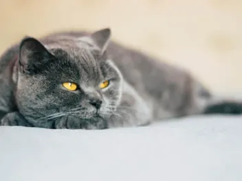 6 Best Cat Calming Sprays of 2026 - Reviews & Top Picks