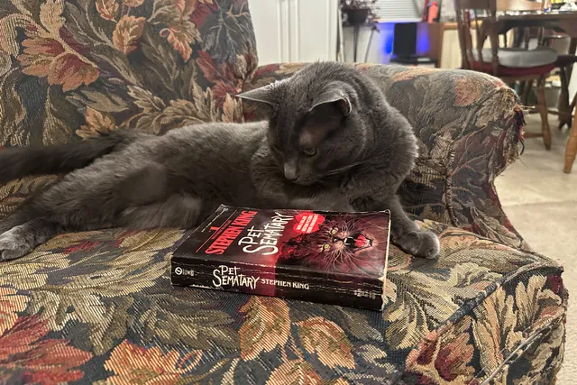 How Movies and Television Portray Cats: Stereotypes & Olga’s Nature