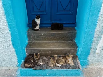 Why Are There So Many Cats in Greece? Interesting Feline Facts
