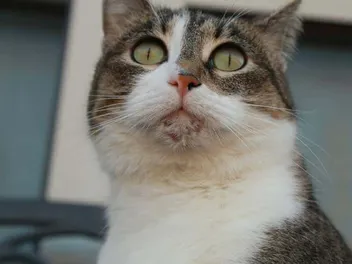 Cat Acne: Causes, Signs, and Treatment