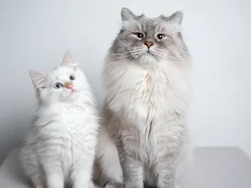 How to Introduce Your Cat to a New Cat: 8 Vet-Verified Tips & Advice