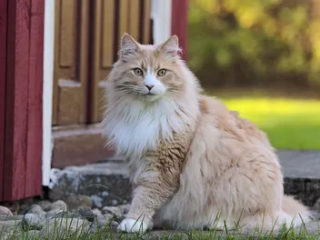 10 Common Cat Genetic Mutations (Vet-Approved)