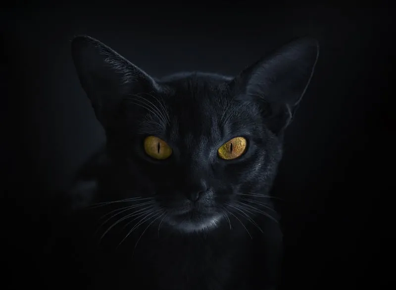 black abyssinian cat
