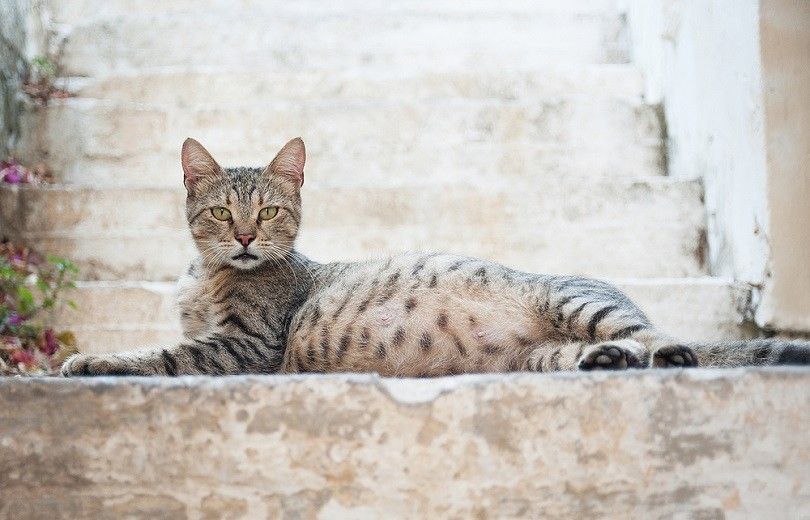 beautiful pregnant cat