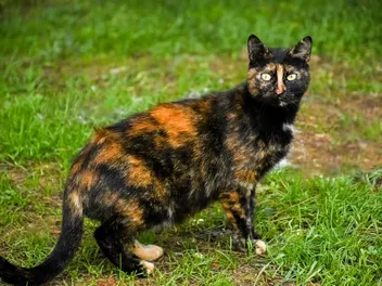 Tortoiseshell Cat Appreciation Day 2026: When & What Is It? (Vet-Verified)