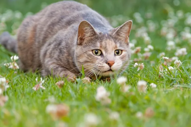 How Do Cats Hunt? Vet-Approved Instincts & Methods Explanation