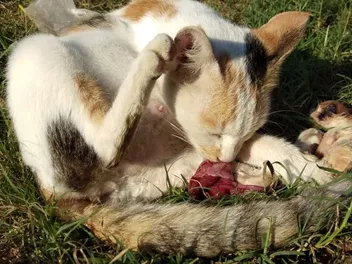 Why Do Cats Sometimes Eat Their Placenta? Vet Approved Facts & FAQ