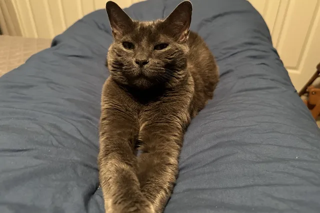 When an Aloof Cat Becomes a Lap Cat: Olga’s Rocky Transition